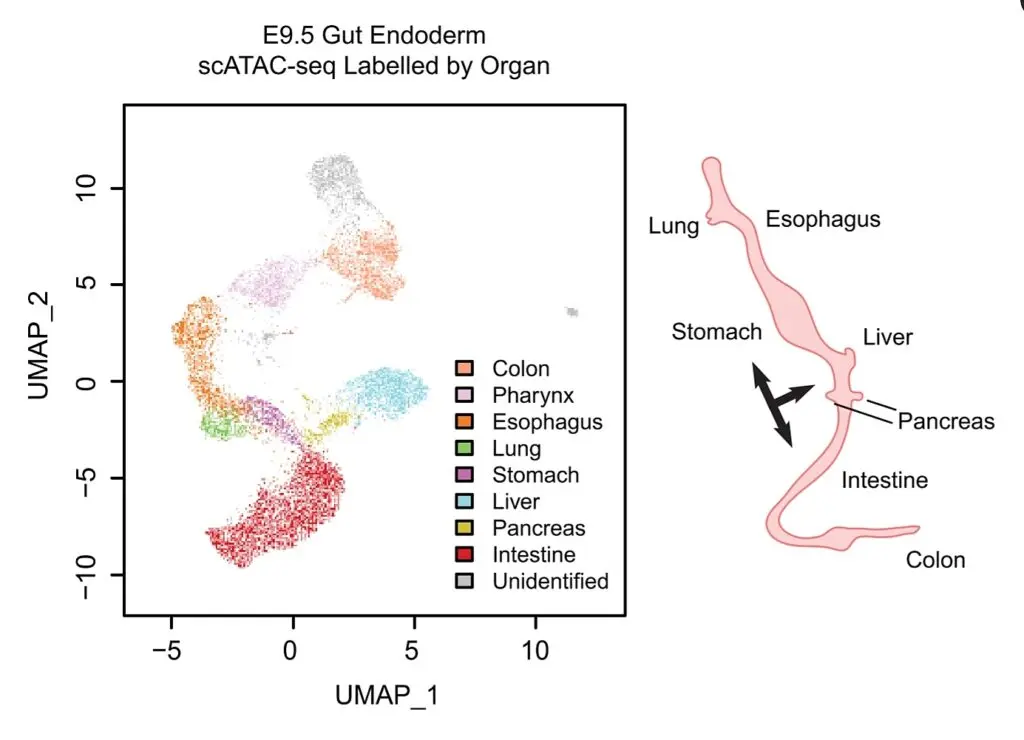 Battle Against Cancer Gets Boost from Organ-Development Discovery