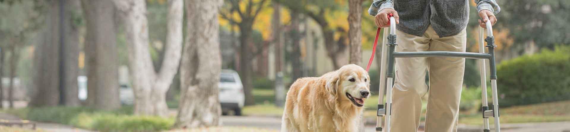 Man with walker walking dog