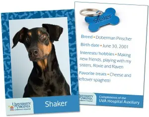 Shaker, a Doberman, is a UVA pet therapy dog at KCRC