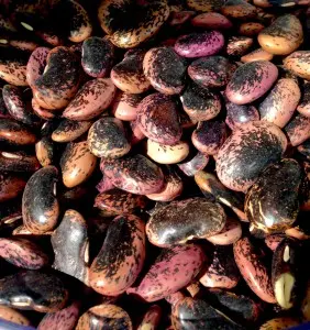 Going gluten-free due to celiac disease has opened my eyes to new bean varieties. 