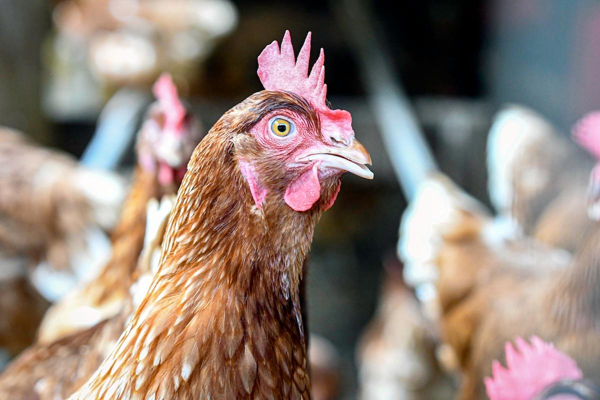 Close up of a commercial layer hen with other chickens out-of-focus in the background with negative space.