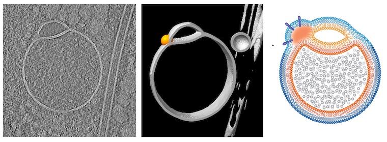 Three images depicting the newly discovered organelle, the hemifusome.