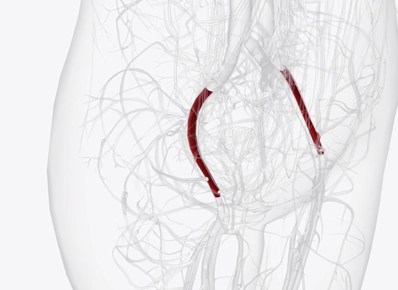 External iliac artery highlighted on a diagram of the hip area