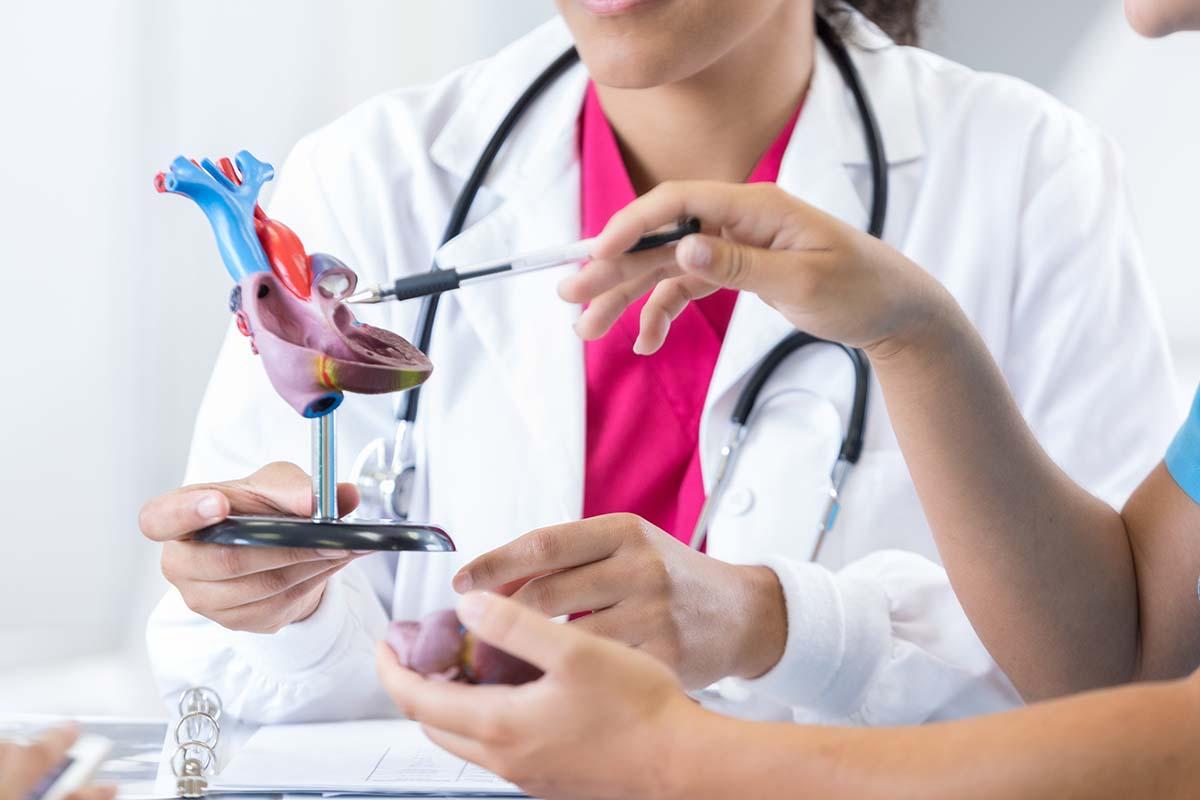 doctor holds model of heart