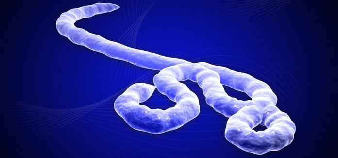 Ebola virus